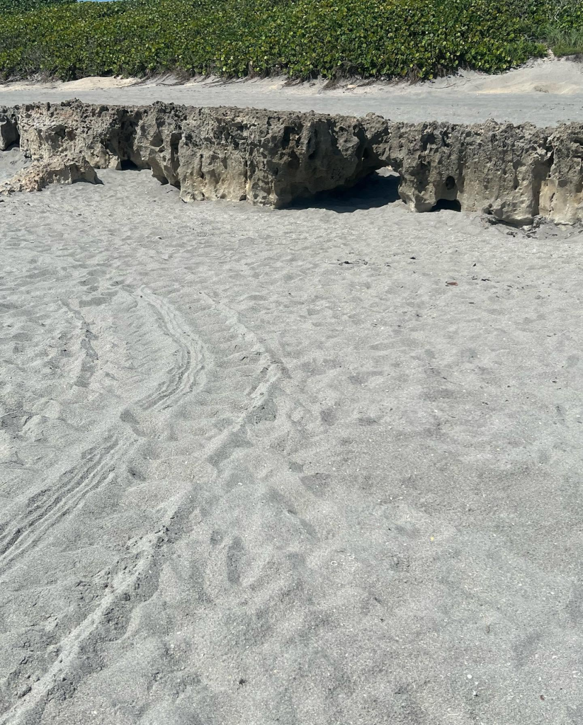 Turtle tracks leading across the sand toward the ocean